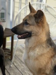Female GSD to a good home