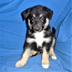 Male Blue Eyed German Shepard Husky Mix Puppy
