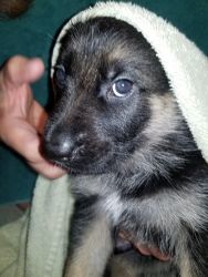 GSD PUPPIES HOME RAISED