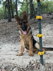 AKC German Shepherd blk/red female puppy German bloodline $900.00