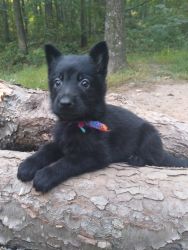 CKC Registered German Shepherd puppies