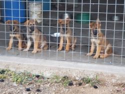 AKC German shepherd puppies