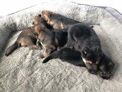 German Shepherd puppy’s for sale