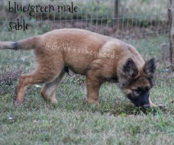 13 week old DDR/Czech bloodline German Shepherd pups