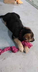 German Shepherd Puppy for sale