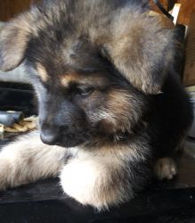 German Shepherd puppy for sale!!!
