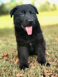 AKC Registered Black German Shepherd Puppy (Sardinia)