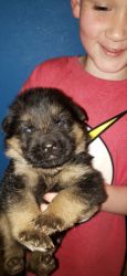 AKC German Shepherds puppies American lines & Imported lines available