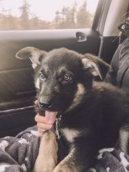 German Shepard puppy for sale (9wks)