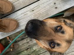 Full Bread German Shepard( not neutered) female and 1 year old