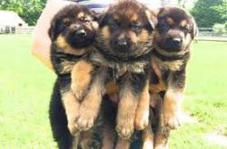 Male and Female Gsd Puppies