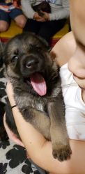 German Shepherd Puppies AKC Registered