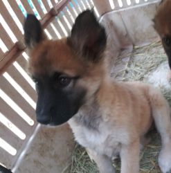 Huskie/german puppy for sale