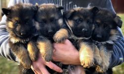 World Champion German Shepherd puppies for Christmas