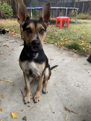 1 yr old young dog looking for home