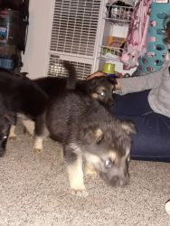 GSD PUPPIES