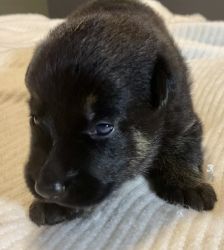 AKC registered Czech working lines puppies
