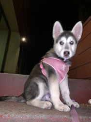 4 month old German shepherd mix with husky for sale