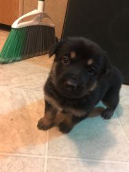 GSD for Sale