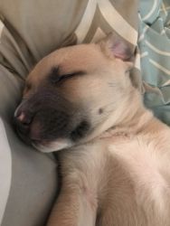 Looking to re-home puppy