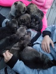 AKC German Shepherd puppies