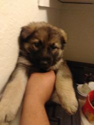 Selling full breed German Shepherd puppies
