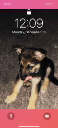 German Shepard female puppy for sale