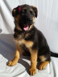 Well Socialized German Shepherd Puppies For Sale