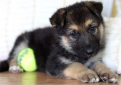 Awesome Reg. German Shepherd Puppies Available