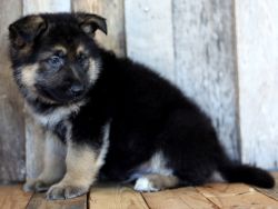 Amazing AKC Reg German Shepherd Puppies for sale