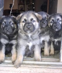 German Shepherd Puppies!