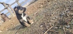 Mixed puppies for sale