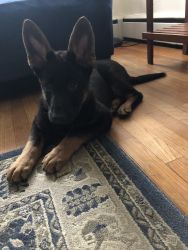 German Shepard puppy, 14 weeks