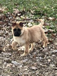 GS puppies for sale