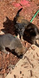 German Shepherd puppies for sell
