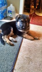 Home Raised German Shepherd puppies for sale