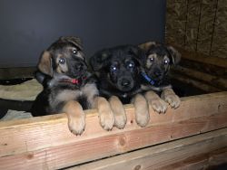 Pure Bred German Shepherd Puppies