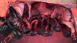AKC Reg German Shepherd Puppies For Sale. +xxxxxxxxxxx