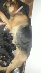 Puppies of German Shefered