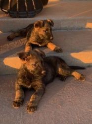 German sheperd puppies ready to go to a new home