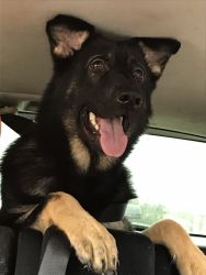 Looking for a home for my German Shepard