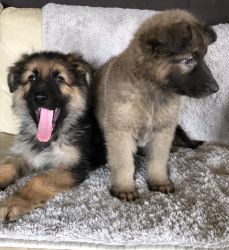 German Shepherd Puppies Available For Sale Now.