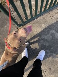 Red Nose Pit Bull Is One Years Old Looking For Home