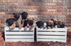 German Shepherd,Golden Retriever puppies