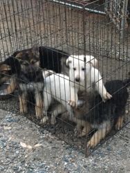 German shepherd puppies need a home ASAP!