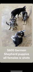 German Shepard puppies