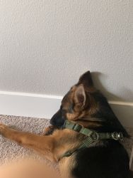 Delta- 4 1/2 month old GSD