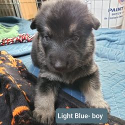 German Shepherd Pups looking for forever home!