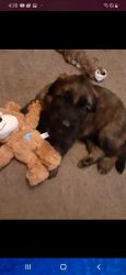 2 GSD puppies AKC