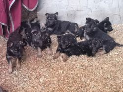 Goodlooking High Quality Purebred German Shepherd Puppies
